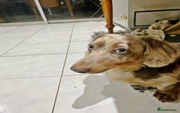 Miniature Dachshund dogs for stud: 🏆PEREZ’ CHAMPION STUD🏆  - Image 3