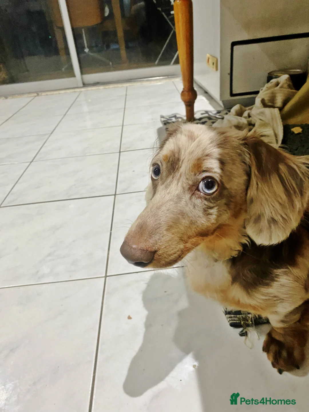 Miniature Dachshund dogs for stud: 🏆PEREZ’ CHAMPION STUD🏆  - Advert 3