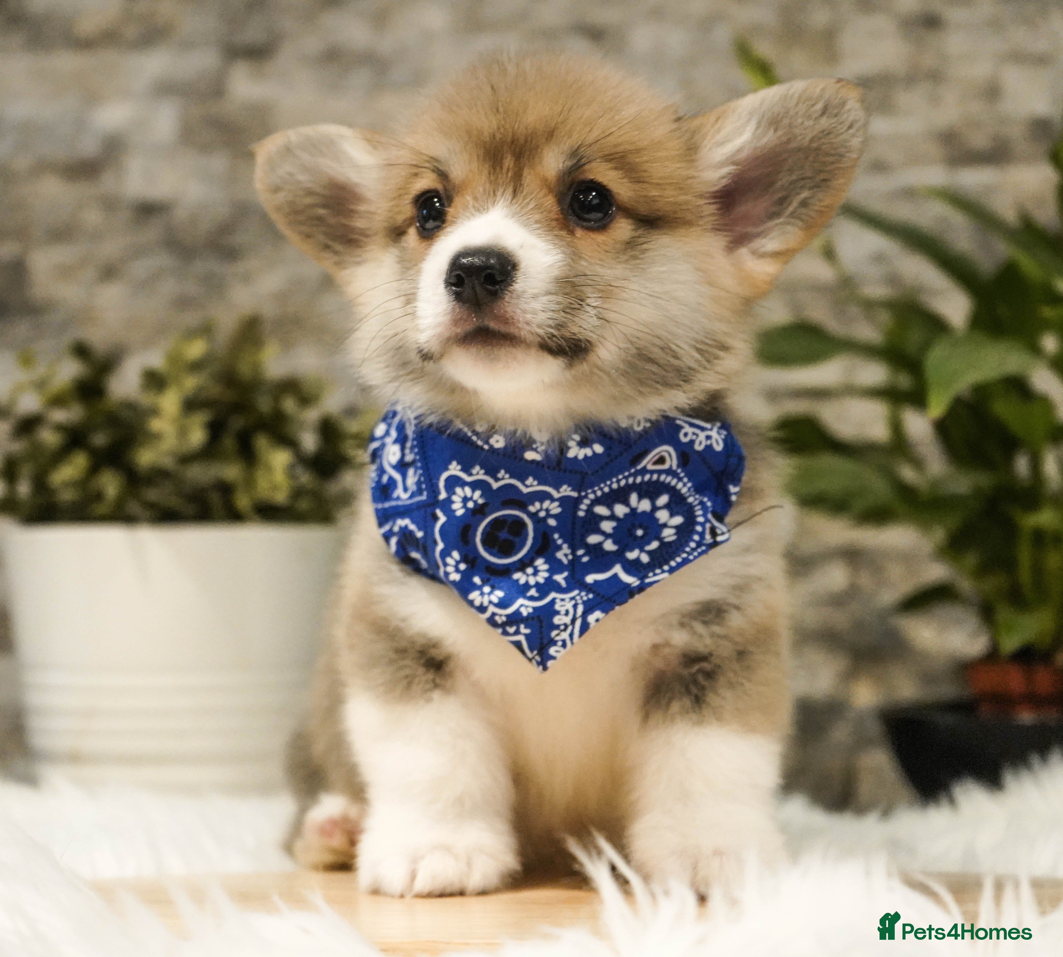 Welsh Corgi Pembroke dogs Welsh Corgi (Pembroke) - Advert 18