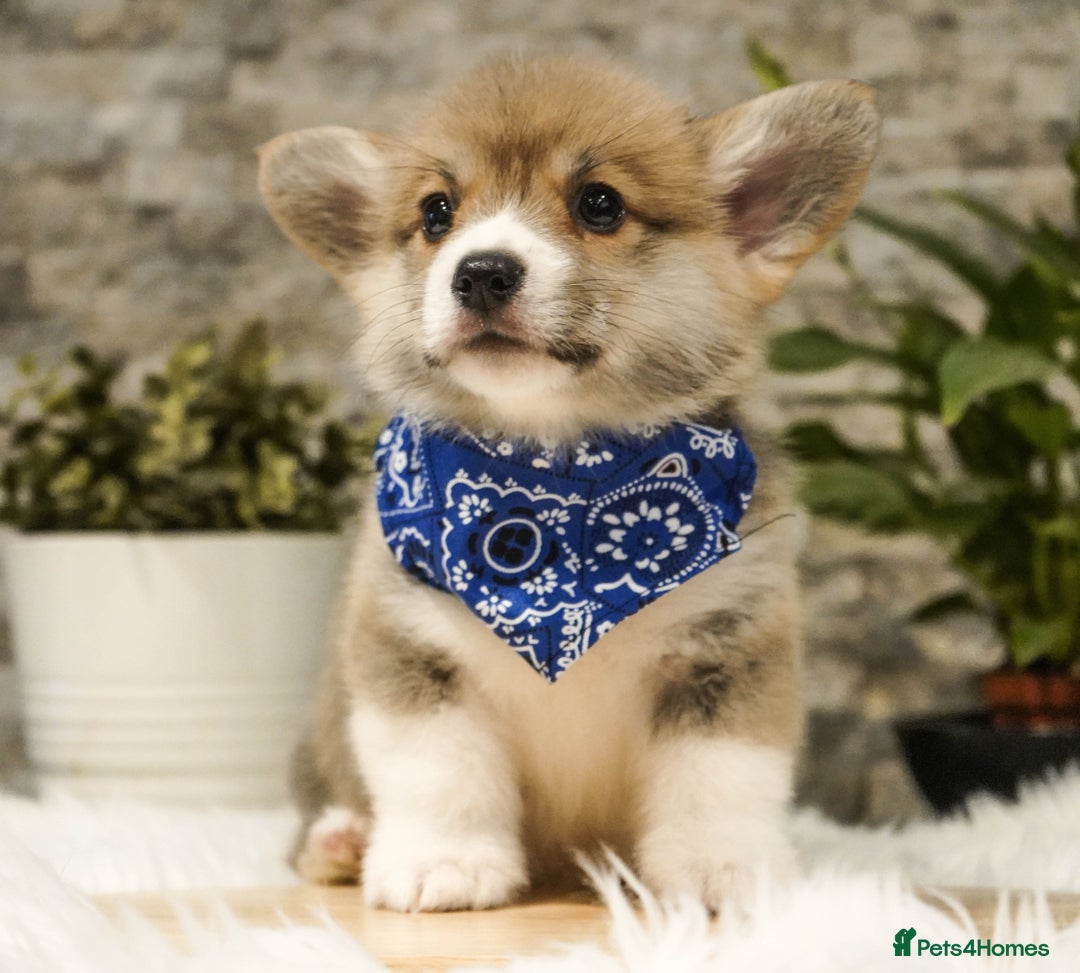Welsh Corgi Pembroke dogs for sale: Welsh Corgi (Pembroke) - Advert 5