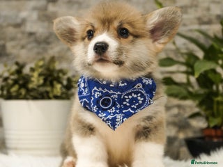 Welsh Corgi Pembroke dogs Welsh Corgi (Pembroke) - Advert 3