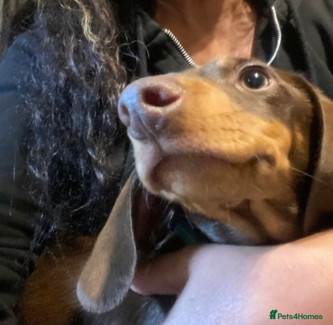 Dachshund dogs for stud: Standard Choc Dachshund, Reduced Fee Until Proven - Image 12