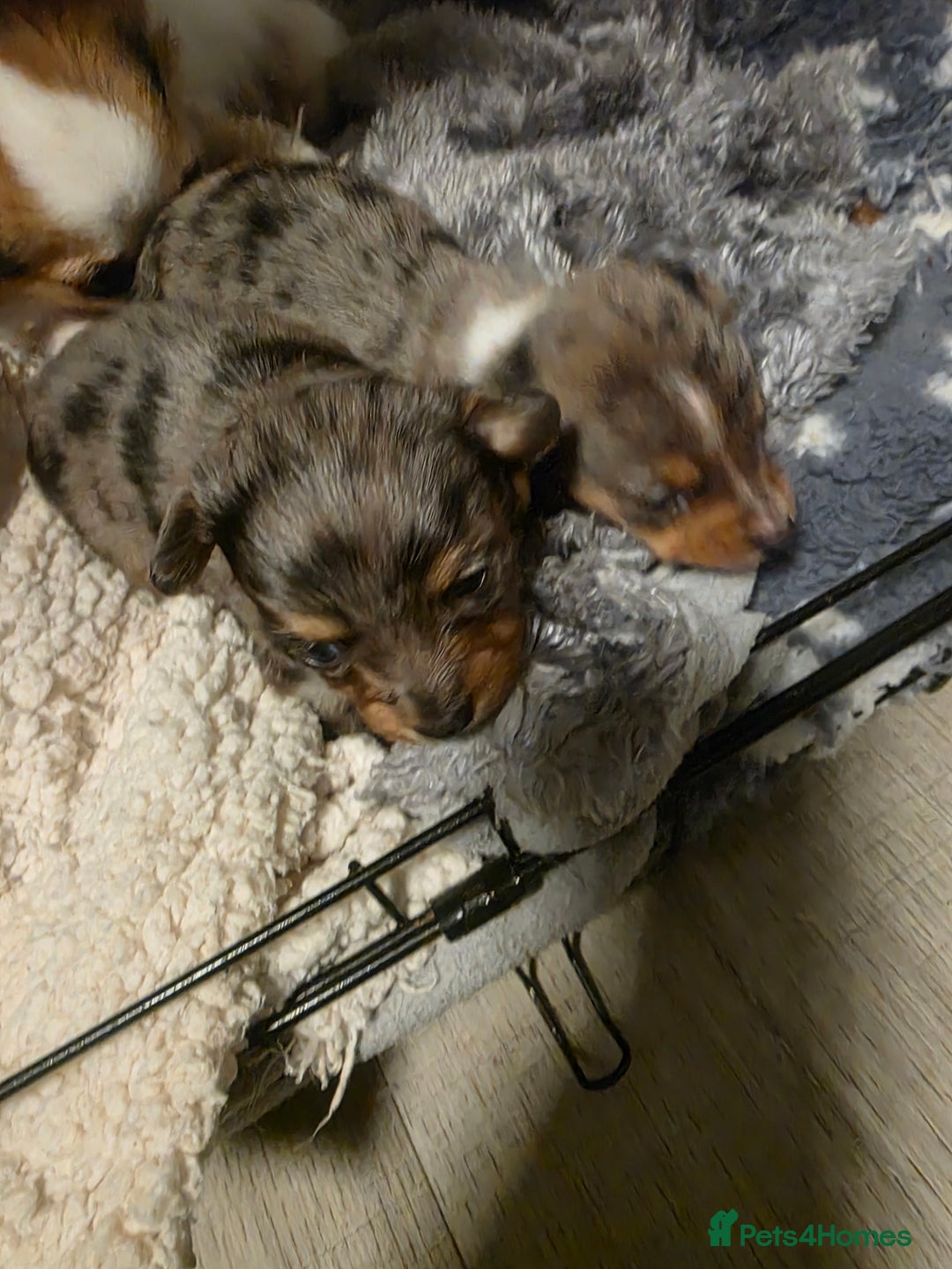 Chiweenie dogs for sale: Grey dapple chiweenie - Advert 5