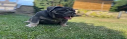 English Bulldog dogs for sale: English bulldogs blue tan fully suited boy & girl - Advert 21