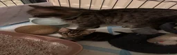 Mixed Breed cats for sale: 🐾 Beautiful male part Maine Coon Cross Kitten in Portsmouth - Advert 2