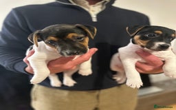 Jack Russell dogs for sale: Jack Russel bitch pups - Image 3