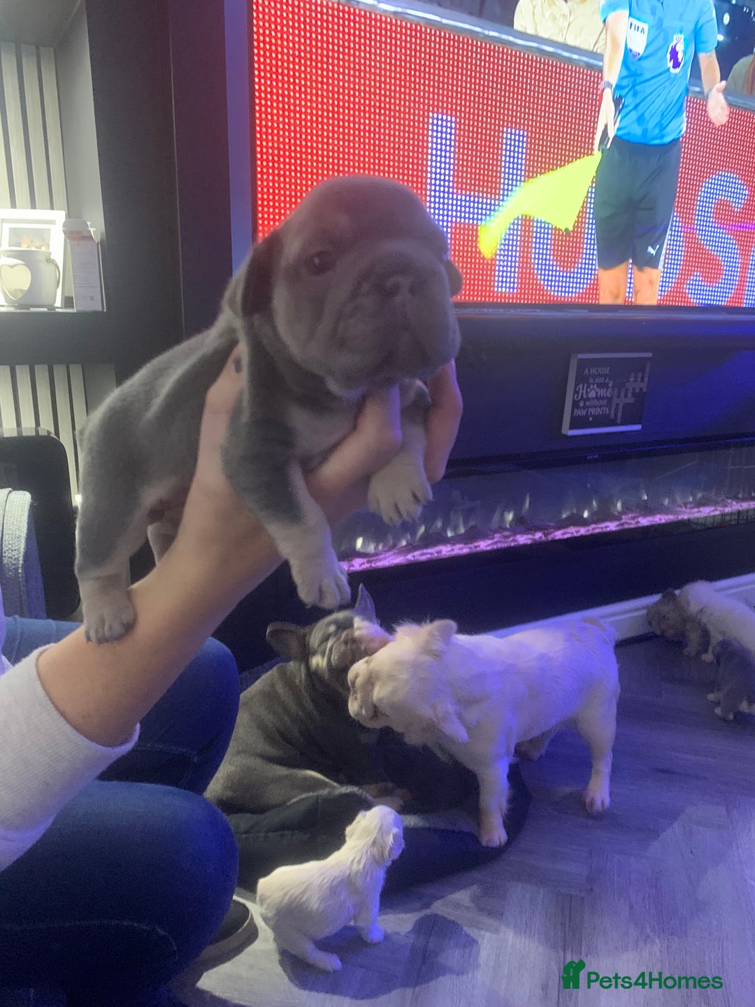 French Bulldog dogs for sale:  French Bulldog beautiful litter of boys and girls - Image 4