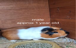 Guinea Pig rodents for sale: Guinea pigs for sale - Image 5