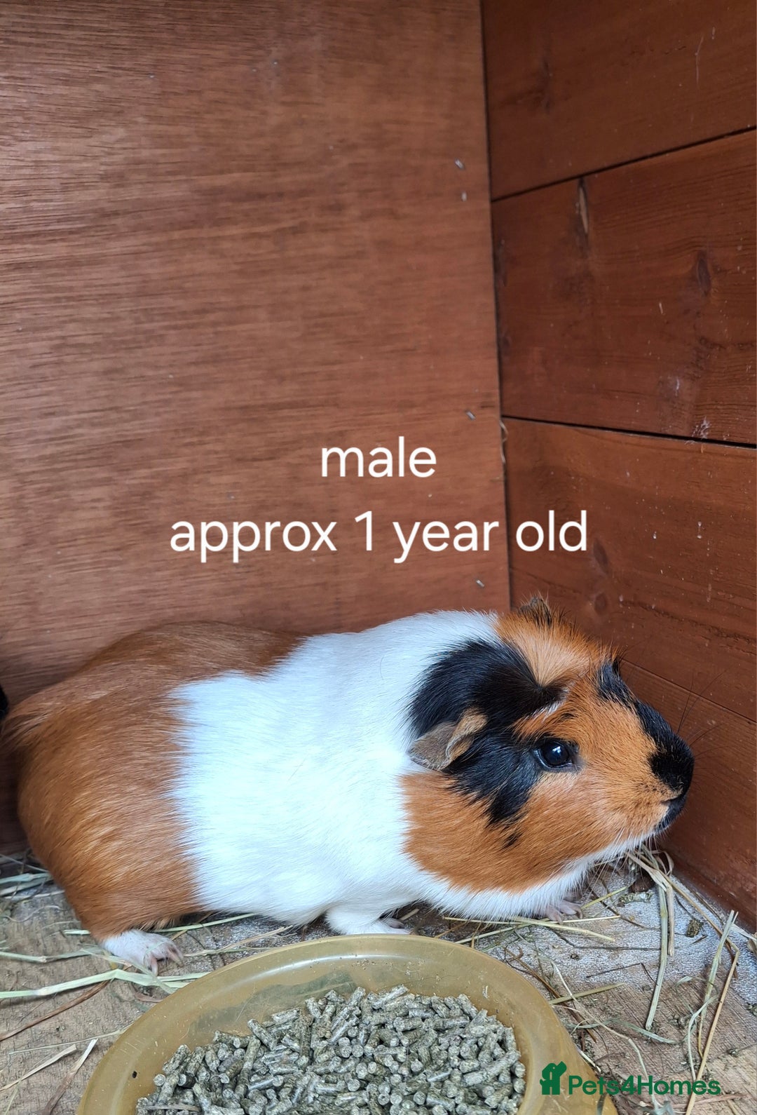 Guinea Pig rodents for sale: Guinea pigs for sale - Image 5