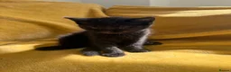 Ragdoll cats for sale: Ragdoll/scottish fold - Advert 9