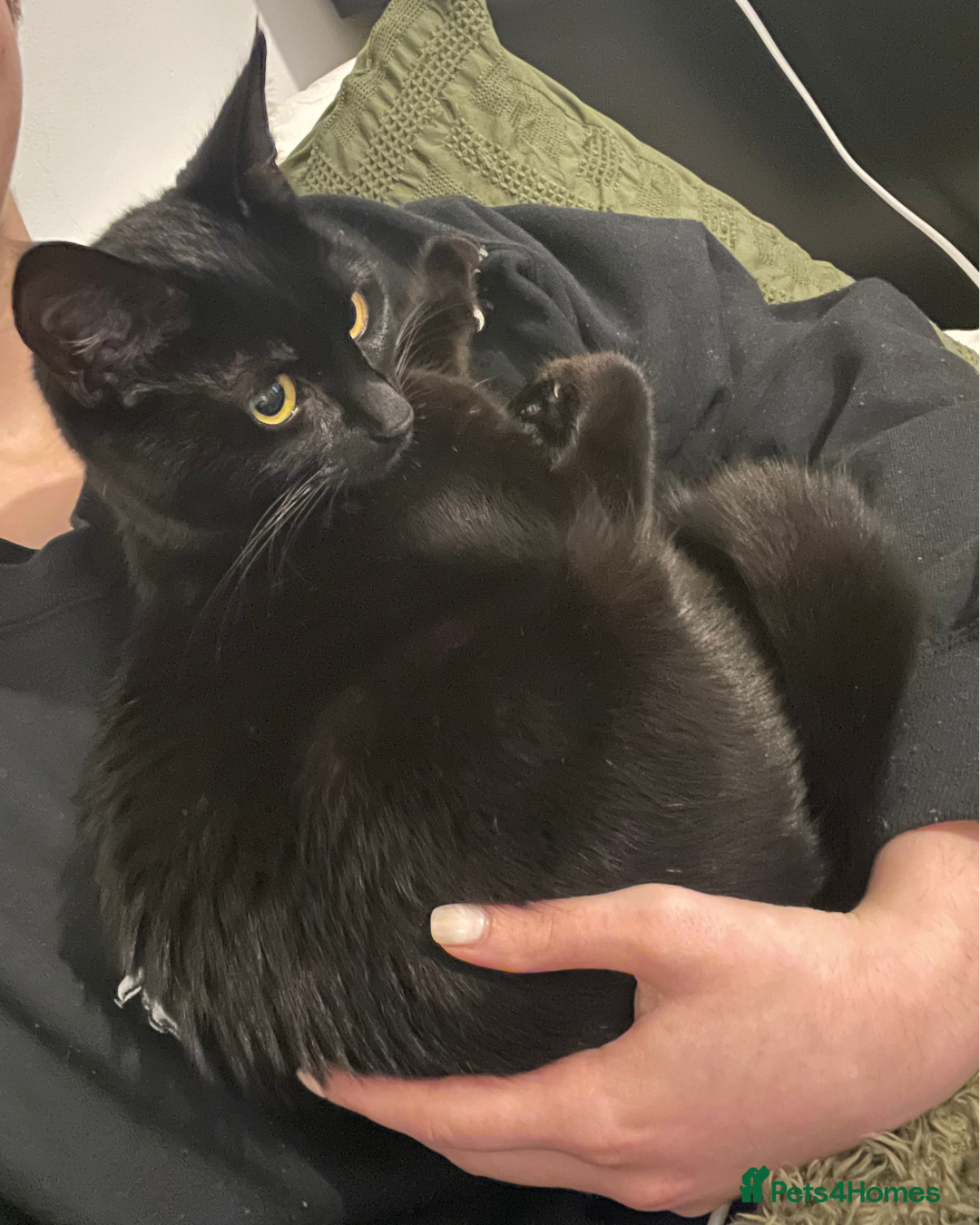 Bombay cats for sale: 1 year-old black kitten for adoption - Image 4