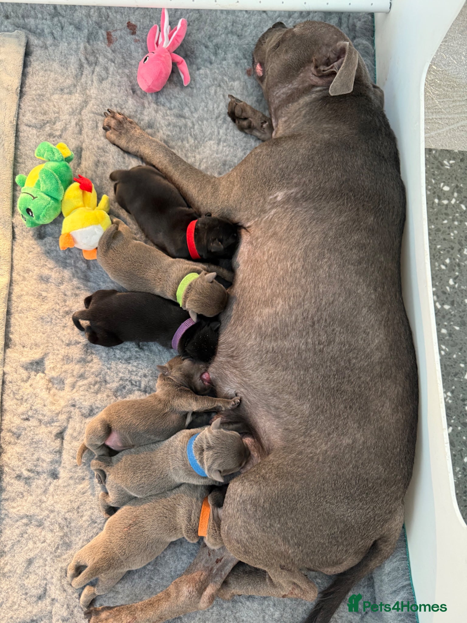 Staffordshire Bull Terrier dogs Stunning Litter From Famous Billionaire Bill Hero - Advert 1