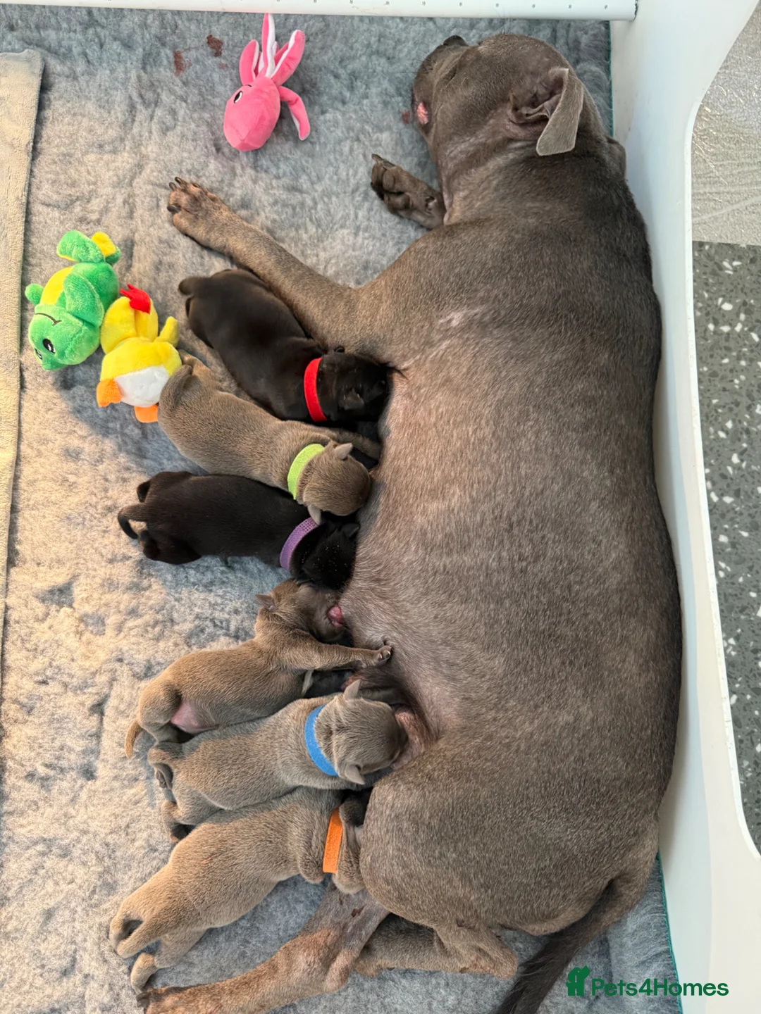 Staffordshire Bull Terrier dogs for sale: Stunning Litter From Famous Billionaire Bill Hero - Advert 1