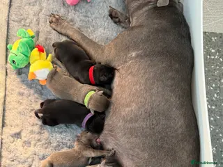 Staffordshire Bull Terrier dogs Stunning Litter From Famous Billionaire Bill Hero - Advert 1