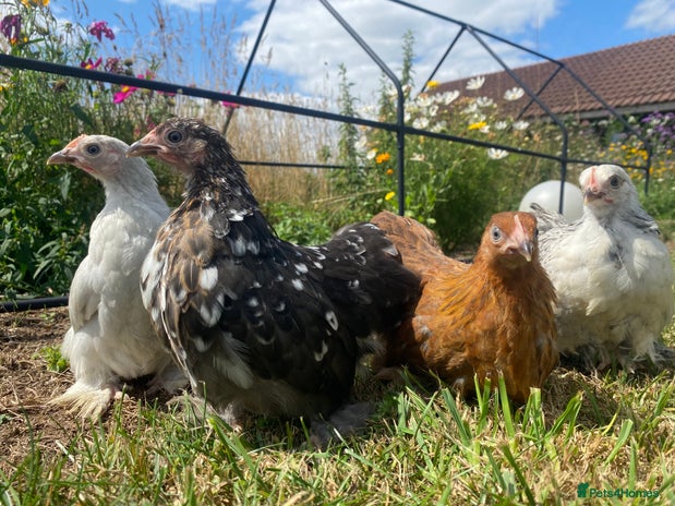 Mixed Breed birds for sale - Advert 3