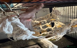 Rat rodents for sale: Beautiful rats and cage for sale  - Image 13