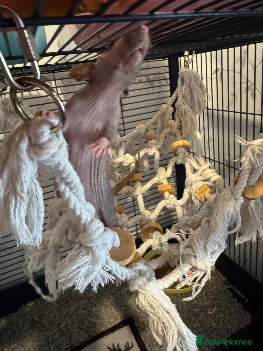 Rat rodents for sale: Beautiful rats and cage for sale  - Image 13