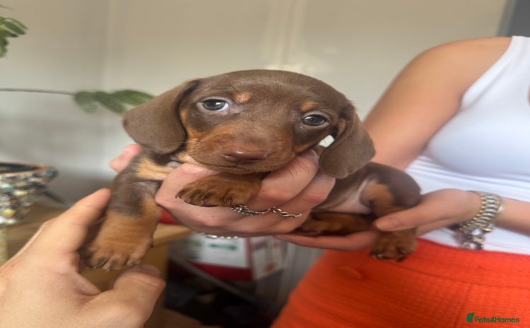 Dachshund dogs - Advert 1