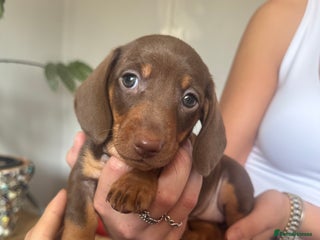 Dachshund dogs - Advert 26