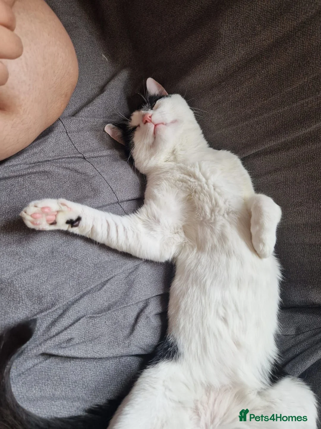 Domestic Shorthair cats for sale: Kayo the Gentle Giant seeks loving home in Cardiff - Advert 4
