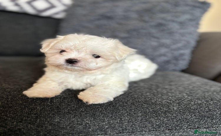 Maltese dogs - Advert 8