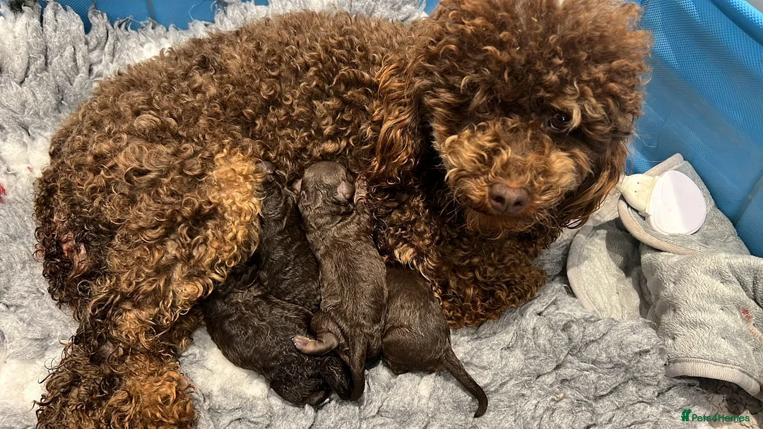Toy Poodle dogs for stud: Stunning KC None fading Chocolate Phantom stud in Rickmansworth - Advert 21