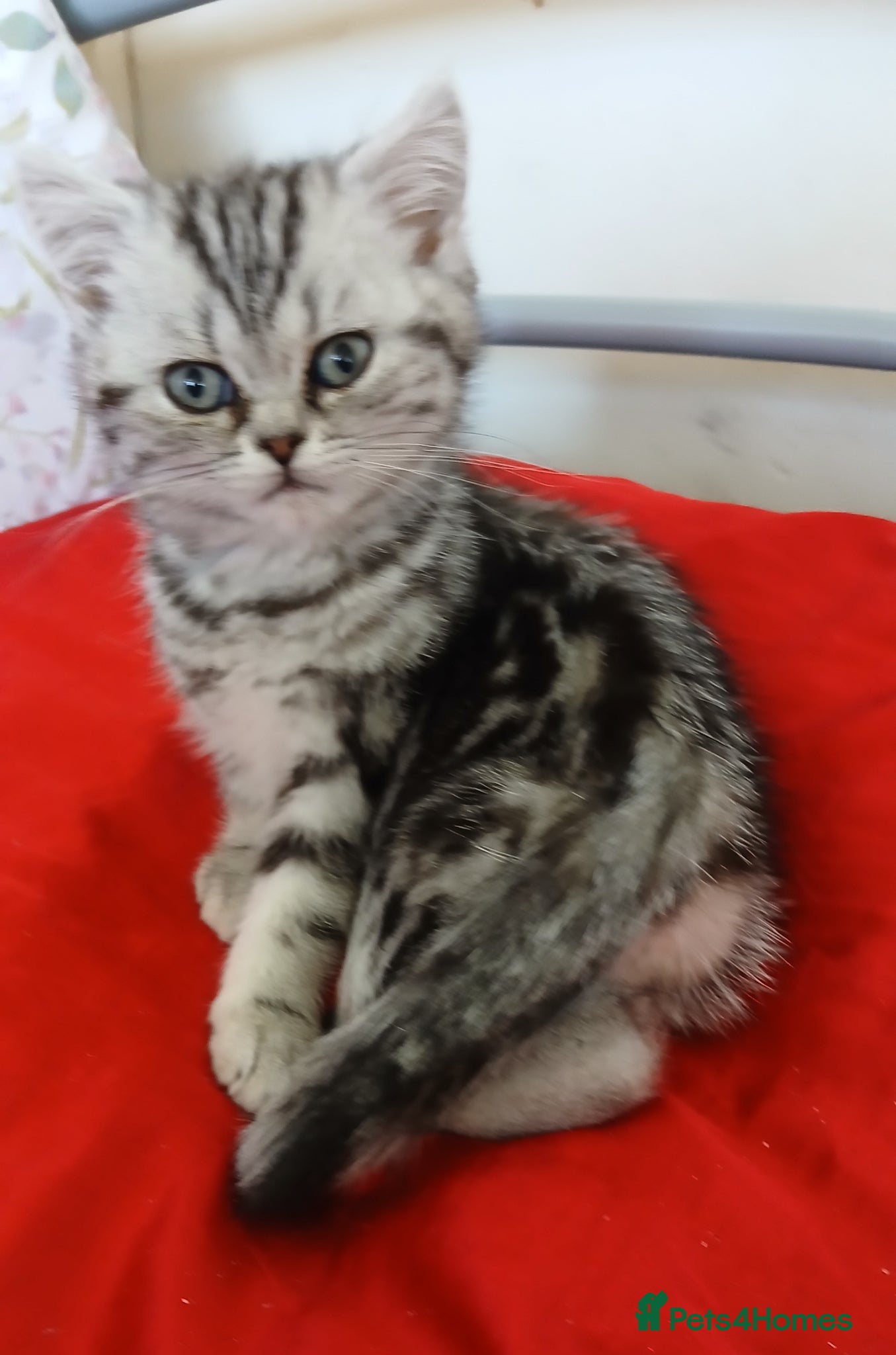 British Shorthair cats Silver Classic Tabby. Last kitten price Reduced! ! - Advert 11