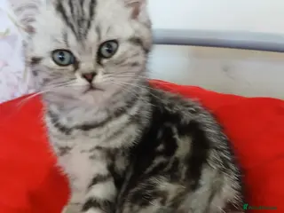 British Shorthair cats Silver Classic Tabby. Last kitten price Reduced! ! - Advert 11