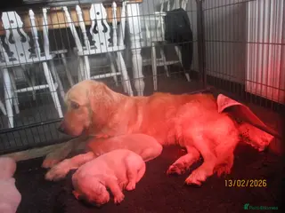 Golden Retriever dogs kc reg health tested parents - Advert 15