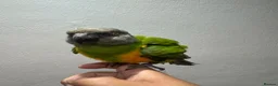 Parakeets birds for sale: Senegal Parrot Tamed  - Advert 5