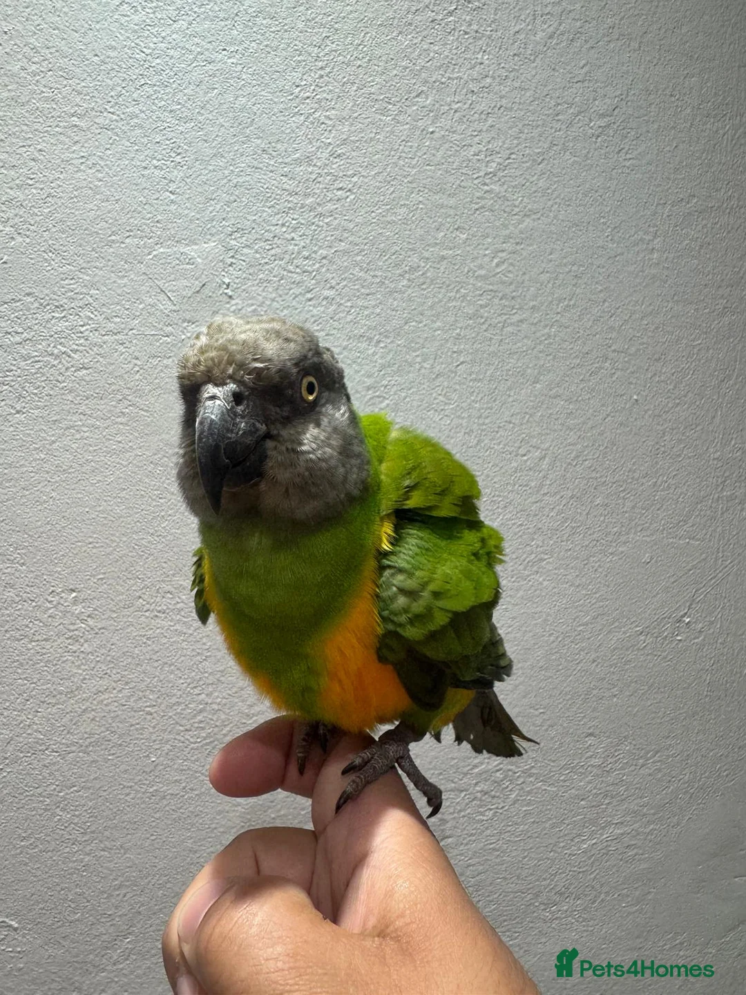 Parakeets birds for sale: Senegal Parrot Tamed  - Advert 5