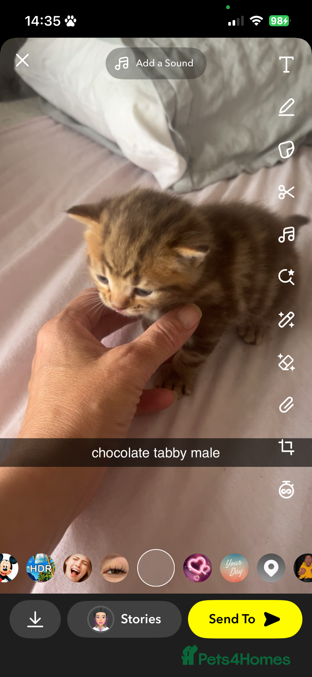 Maine Coon cats for sale: maincoon cross british shorthair  - Image 7