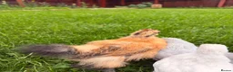 Mixed Breed birds for sale: 4 Check in Liverpool - Advert 4