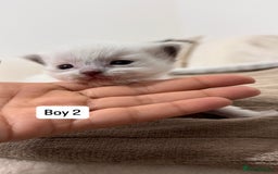 Ragdoll cats for sale: “ Ragdoll kittens “ A perfect  **  present  - Image 13