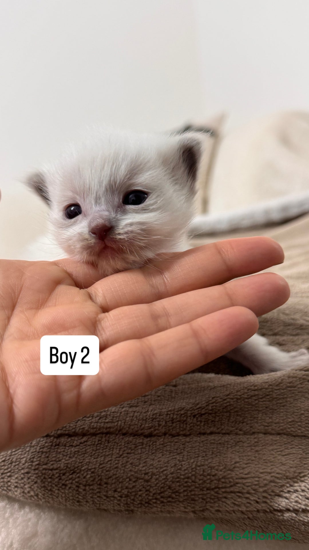 Ragdoll cats for sale: “ Ragdoll kittens “ A perfect  **  present  - Image 13