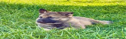 German Shepherd dogs for sale: Working line GSD pups  - Advert 9