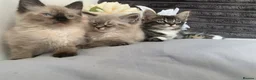 Siamese cats for sale: BEAUTIFUL BABIES AVAILABLE  - Advert 4