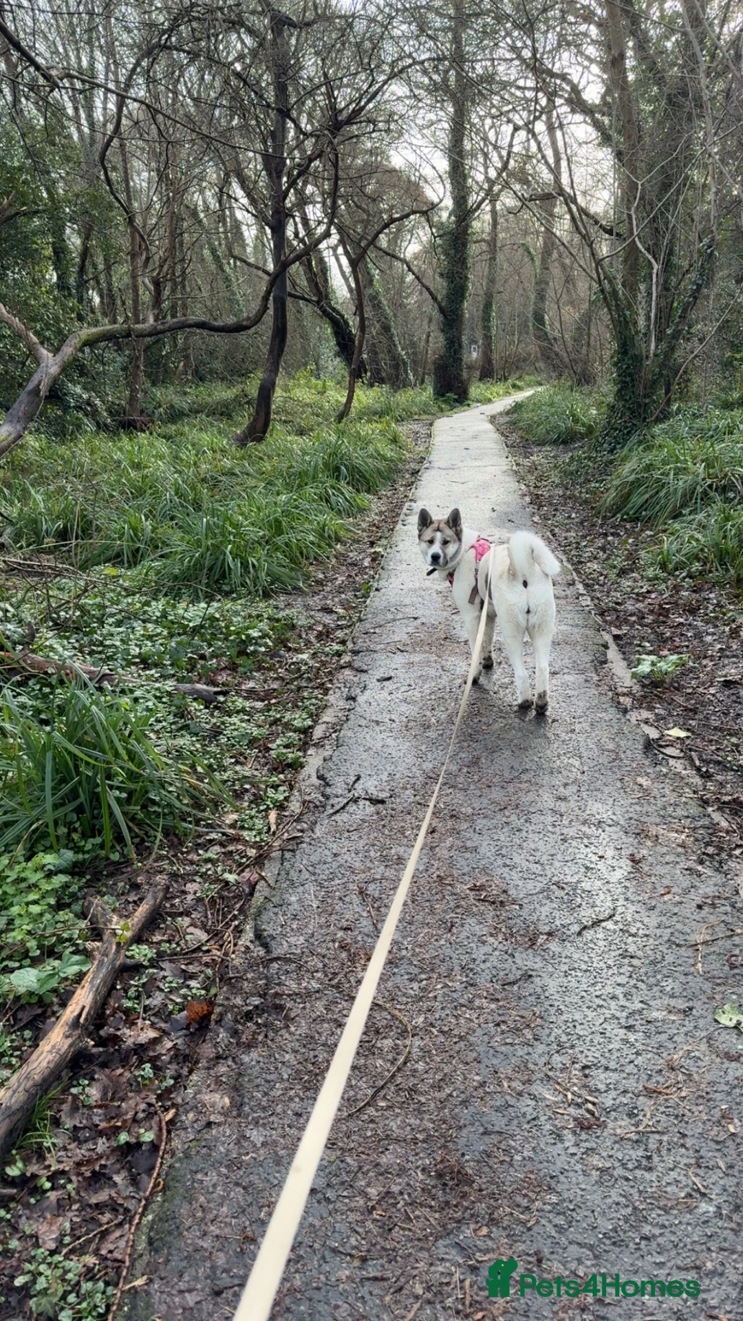 Akita dogs for sale: Akita  - Advert 3