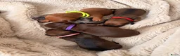 Miniature Dachshund dogs for sale: Mini dachshund puppies  in Dundee - Advert 7