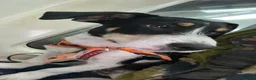 Jack Russell dogs for sale: Beautiful 5 months old Jack Russell pups. - Advert 10
