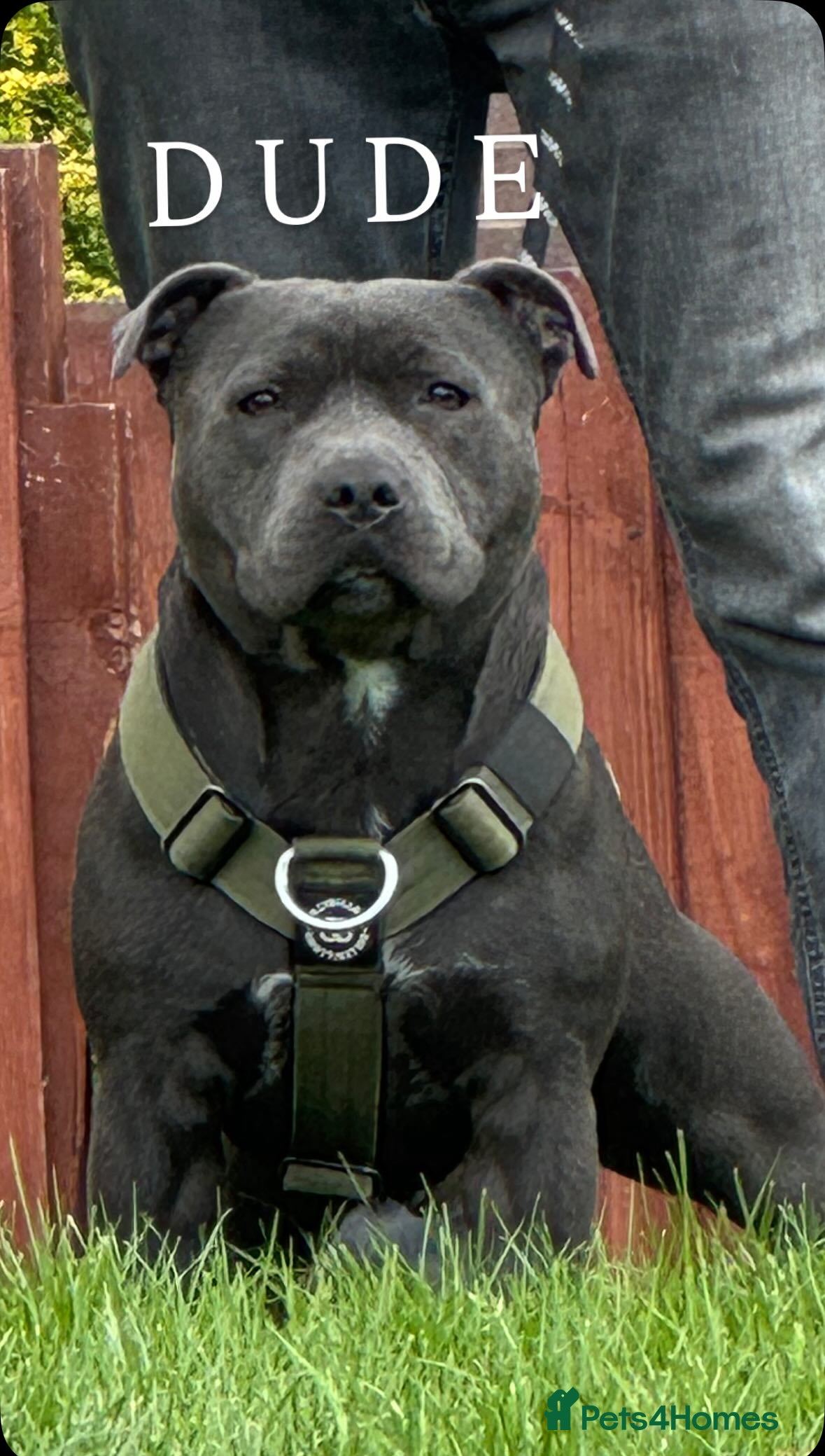 Staffordshire Bull Terrier dogs Proven Stud Dog Blue Staffordshire Bull Terrier  - Advert 23