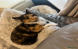 Domestic Shorthair cats for sale: looking for a forever home. (Free/ adoption)  - Image 5