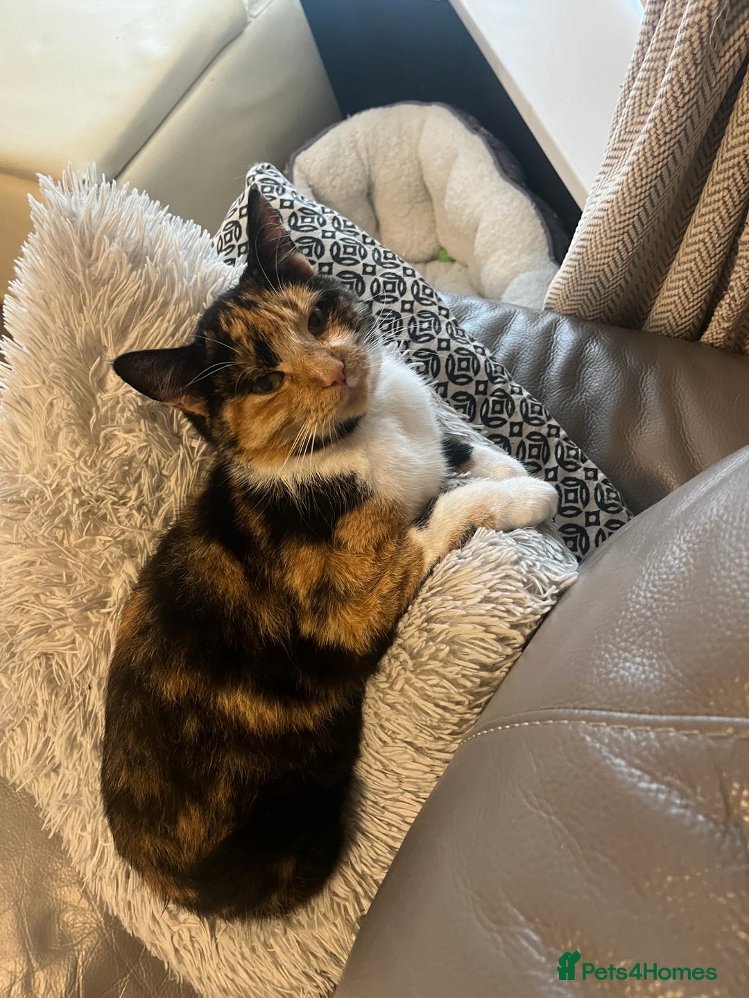 Domestic Shorthair cats for sale: looking for a forever home. (Free/ adoption)  - Image 5