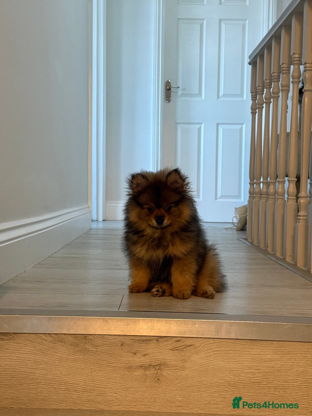 Pomeranian dogs for sale: ✨Pomeranian Puppy Looking for a Loving Home ✨ - Advert 3