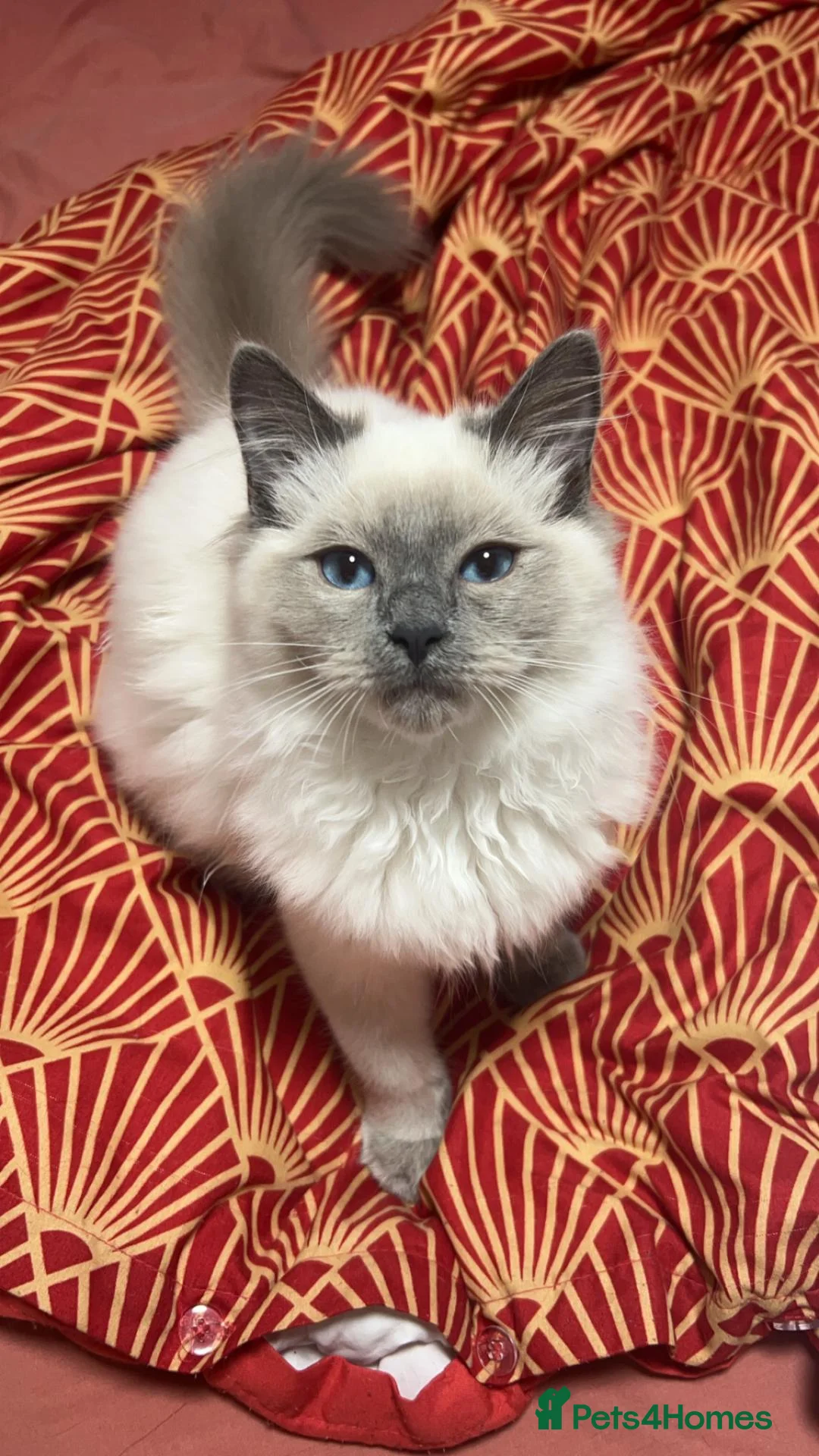 Ragdoll cats for sale: Beautiful ragdoll mix kittens  - Advert 1