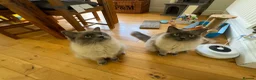 Ragdoll cats for sale:  Bonded Pair of Pedigree Ragdoll Boys – 1 Year Old in Waltham Cross - Advert 2