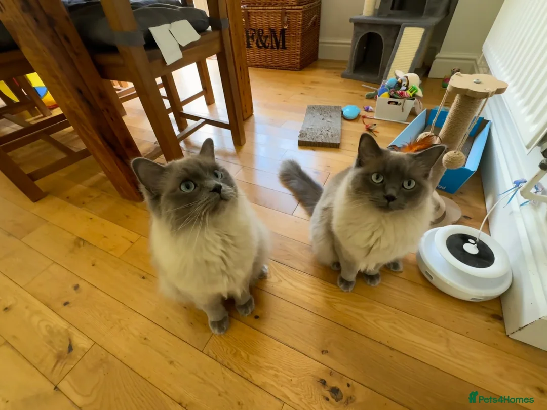 Ragdoll cats for sale:  Bonded Pair of Pedigree Ragdoll Boys – 1 Year Old in Waltham Cross - Advert 2