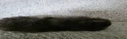 Guinea Pig rodents for sale: Swiss boys - Advert 4