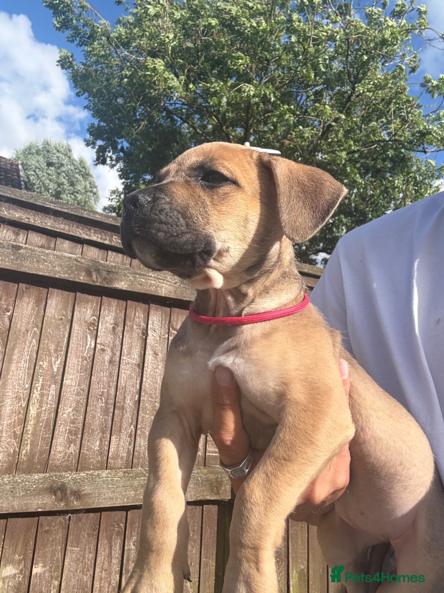 Mixed Breed dogs Bull presa pups  - Advert 19