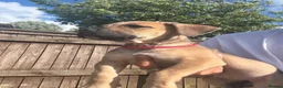 Mixed Breed dogs for sale: Bull presa pups  - Advert 1